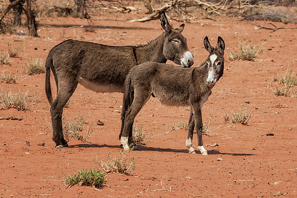 Donkeys in Damaraland by Belinda Greb Donkeys in Damaraland by Belinda Greb