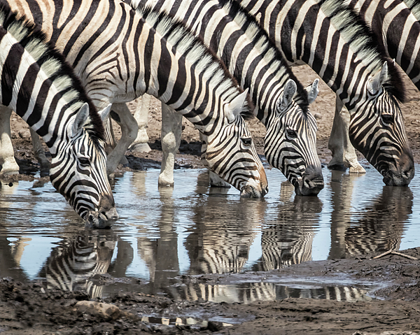 Zebras at Chudob Waterhole by Belinda Greb Zebras at Chudob Waterhole by Belinda Greb
